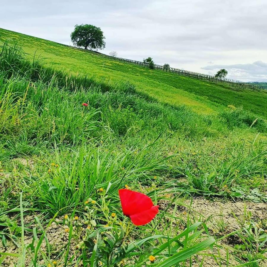 B&B Gli Amici Del Tubarello Roseto Degli Abruzzi Exterior foto