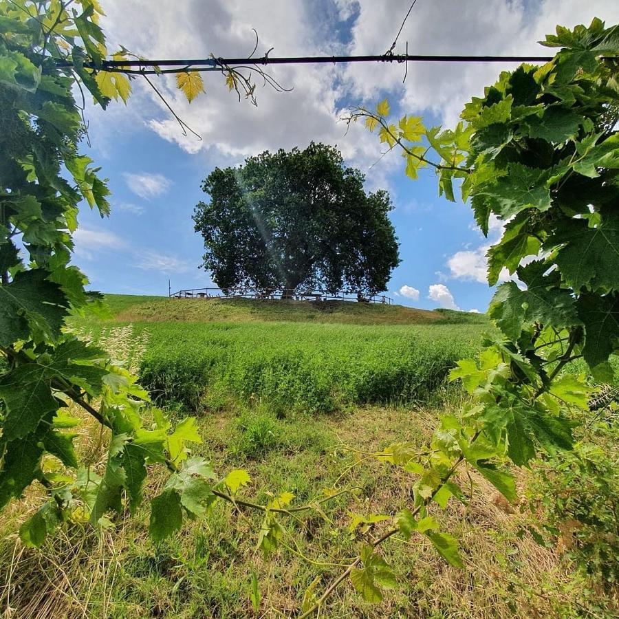 B&B Gli Amici Del Tubarello Roseto Degli Abruzzi Exterior foto