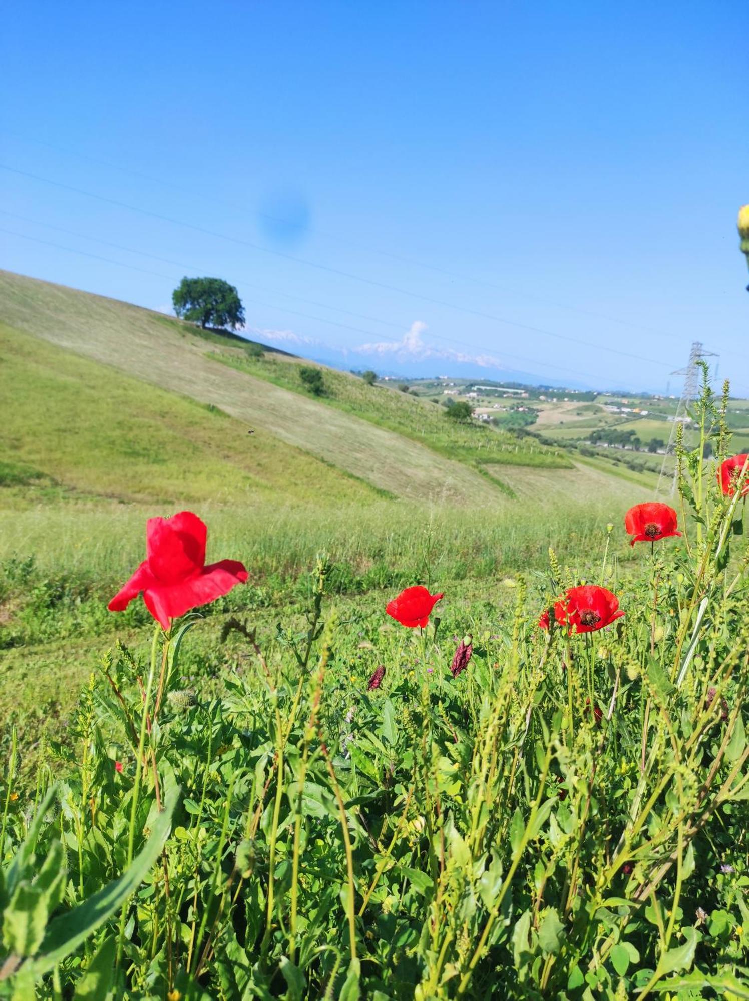 B&B Gli Amici Del Tubarello Roseto Degli Abruzzi Exterior foto