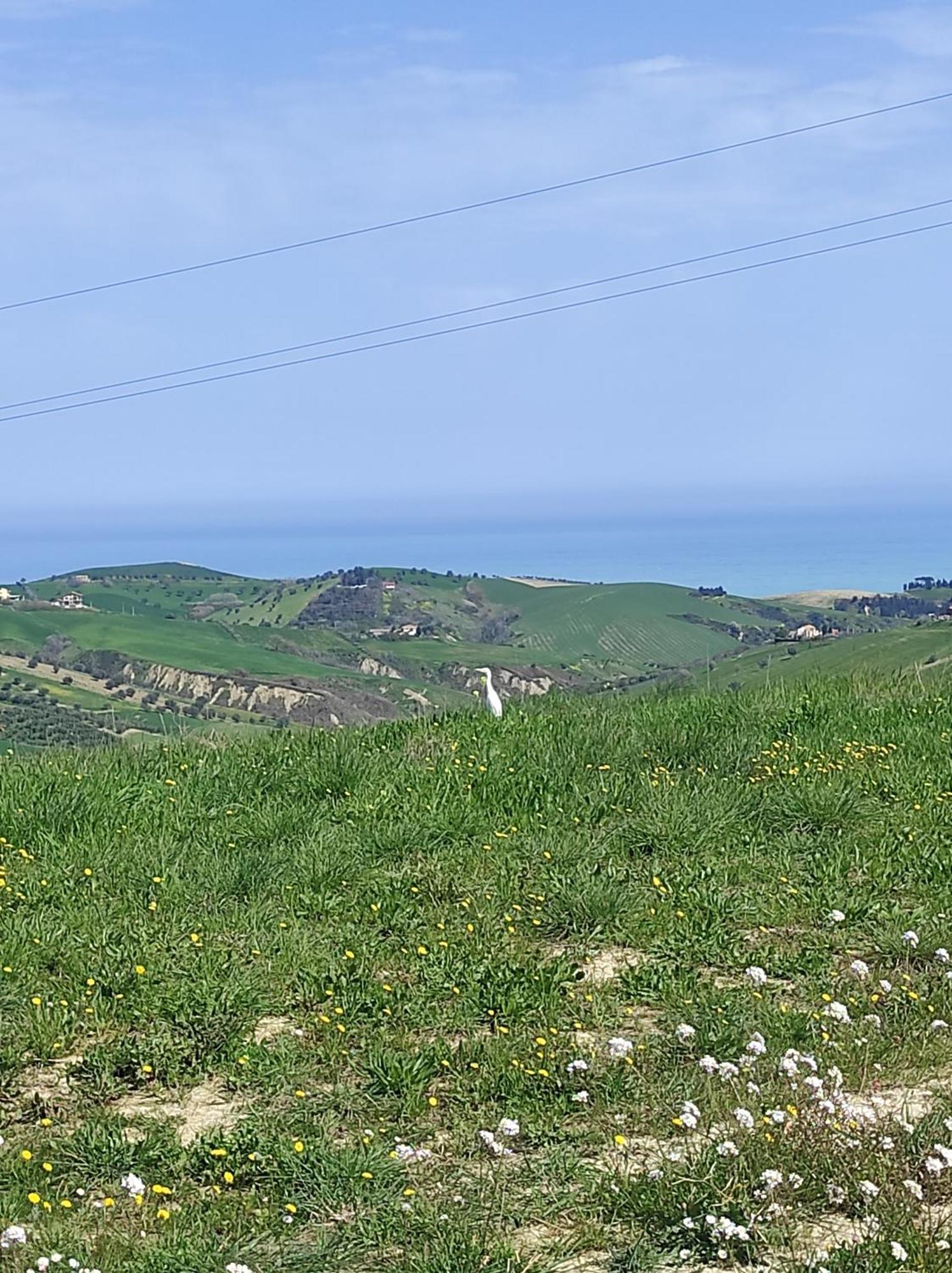 B&B Gli Amici Del Tubarello Roseto Degli Abruzzi Exterior foto